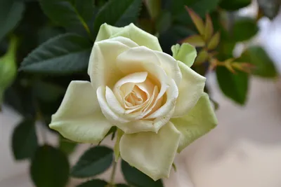 Кремовая роза 50 см заказать и купить в СПБ круглосуточно