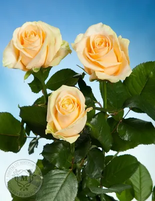 Роза кремовая 65 см