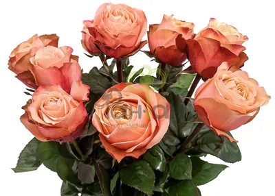 51 кремовая роза в шляпной коробке с доставкой по городу Днепр заказать в  Royal Flowers