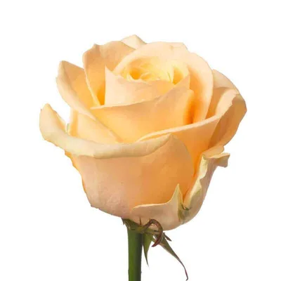 Красивая Кремовая Роза — стоковые фотографии и другие картинки Белый -  Белый, Вертикальный, Годовщина - iStock