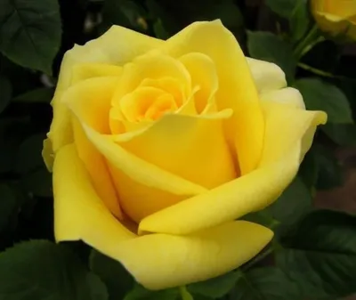 Роза чайно-гибридная Кронос Rose hybrid tea Kronos - купить саженцы роз с  доставкой по Украине в магазине Добродар