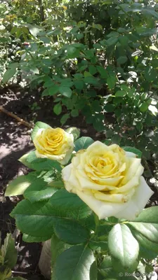 Роза Kronos (Кронос) – купить саженцы роз в питомнике в Москве