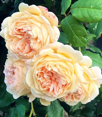 Роза английская Кроун Принцесса Маргарет / Rosa (AUS) Crown Princess  Margareta®