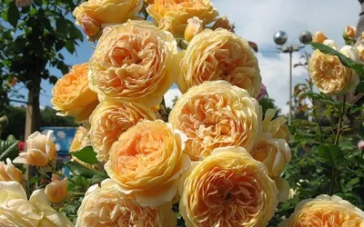 Роза \"Crown Princess Margareta\" купить в питомнике растений с доставкой по  Саратову и Саратовской области, саженцы, выращивание, посадка и уход