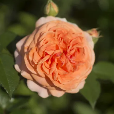 Краун Принцесс Маргарет (Crown Princess Margaretha) английские розы купить  купить английские розы саженцы куплю английские розы остин