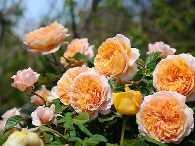 Галерея - Crown Princess Margareta® (AUSwinter) - Энциклопедия роз