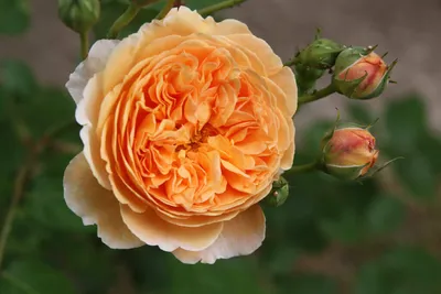 Купите роза принцесса маргарет 🌹 из питомника Долина роз с доставкой!