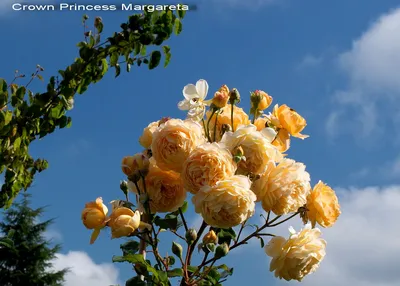 Роза английская Краун Принцесс Маргарет абрикосово-оранжевый 5 л bn - Розы  прочее - Садовые розы - Растения - Каталог - Белыйналив.рф