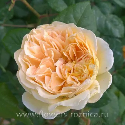 Роза плетистая Краун Принцесс Маргарет (Crown Princess Margareta) купить в  Киеве, цена — Greensad