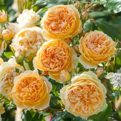 Роза Принцесса Маргарет - описание, фото , особенности ухода, посадка |  Блог о цветах Виафлор