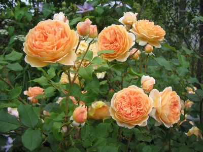 Купить саженцы Роза Английская Кроун принцесс Маргарет с доставкой! |  Florali-Flor