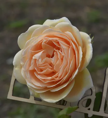 Роза Crown Princess Margareta - D.Austin European licensees - купить online  | Магазин «Мой Сад»