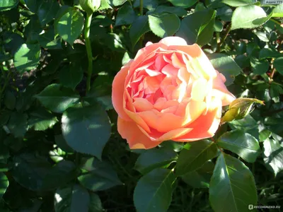 Роза Кроун принцесса Маргарет - 68 фото