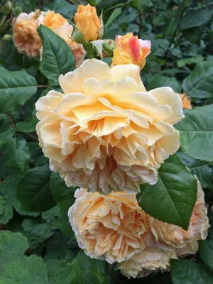 Роза 'Crown Princess Margareta'