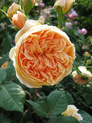 Роза английская `Краун Принцесс Маргарэт`, Rosa (S) `Crown Princess  Margareta` ® | СадПарад
