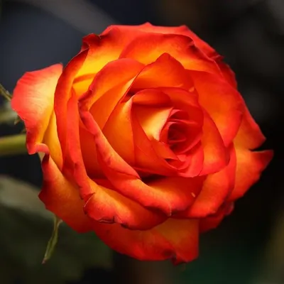 Саженцы розы ксюша купить в Москве по цене от 690 рублей