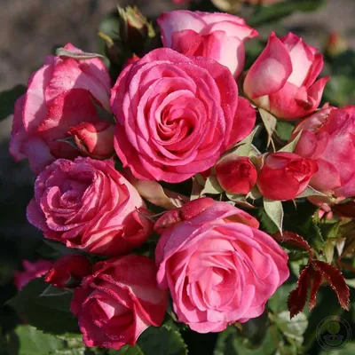 Троянда Ксенія (Ksusha)