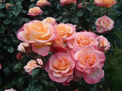 Роза чайно-гибридная Верано (Verano) Ксюша (ID#1774227492), цена: 150 ₴,  купить на Prom.ua