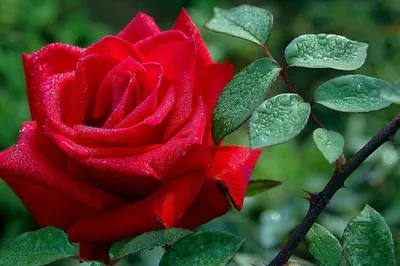 Кустовая роза «Ксения» (Xsenia) - 250 руб, купить в Воронеже в магазине  «Цветы Экспресс»