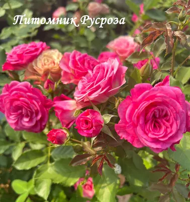 Удивительная роза Ксения | Сказки и были деревни Мёдово | Дзен