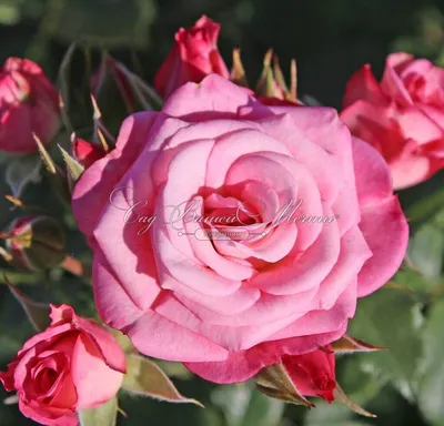 Роза \"Ксюша\" 18 цветков купить по выгодной цене в интернет-магазине KALINA