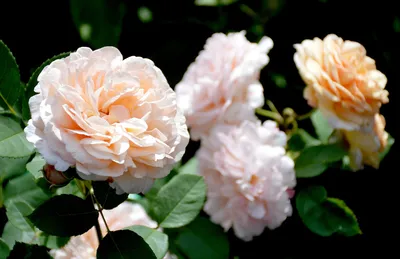 Роза \"Ксюша\" 18 цветков купить по выгодной цене в интернет-магазине KALINA