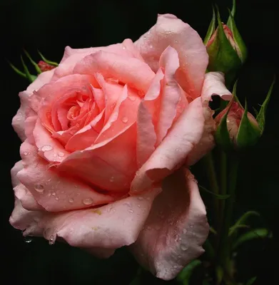 Роза ксения (75 фото) »