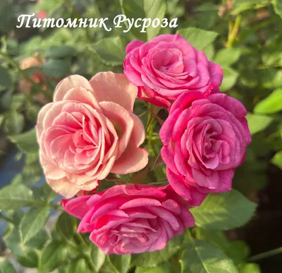 С днем рождения, Роза!!! (Зарина Морская) / Стихи.ру