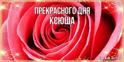 РОР / САЖЕНЦЫ ПИТОМНИКА / Розы / XENIA (KORELPUSCH) (Ксения)