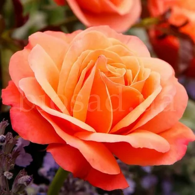 Саженцы розы чайно гибридной Ксюша (Ksusha) купить в Москве по цене от 490  до 1990 руб. - питомник растений Элитный Сад