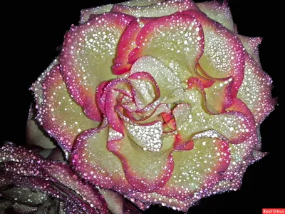 Сорочка \"Ксюша\" голубая роза купить оптом от 350 ₽ в интернет-магазине от  производителя в Абакане