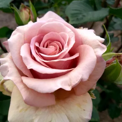 Четыре особенные розы моего сада. | Надежда 🌹Надежда | Дзен