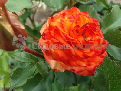 Прекрасная роза :: Ксения Савотина – Социальная сеть ФотоКто
