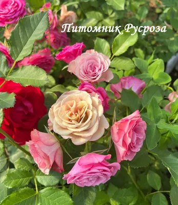 Удивительная роза Ксения | Сказки и были деревни Мёдово | Дзен