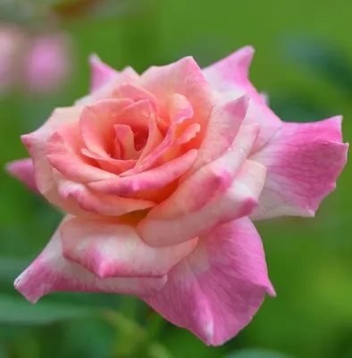 Саженец розы Ксюша чайно-гибридная (ID#1156534825), цена: 75 ₴, купить на  Prom.ua