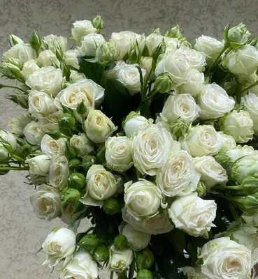 Роза кустовая белая Мисс Бомбастик – «Freesia»