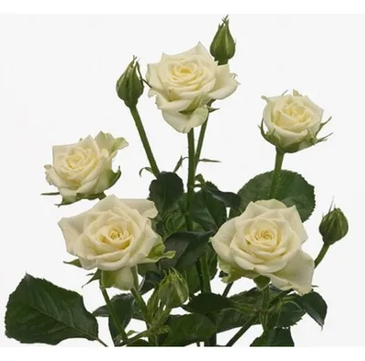 51 белая кустовая роза - купить в Москве по цене 13990 р - Magic Flower