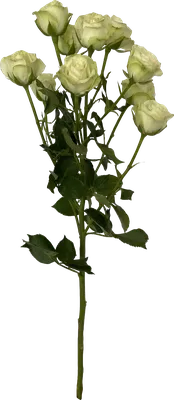Купить кустовую розу Snowflake в Минске | DI-Flowers.by