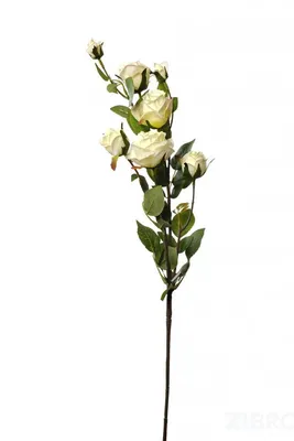 Роза кустовая белая фото фотографии
