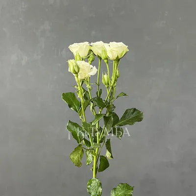 Букет из розы White №335 - 🌹 Цветы Новосибирск заказ: