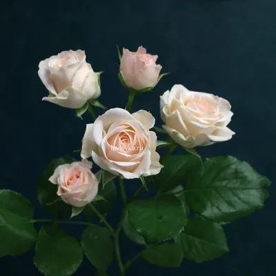 Роза кустовая яна (импорт) 60см – Цветочная Лав-Лавка