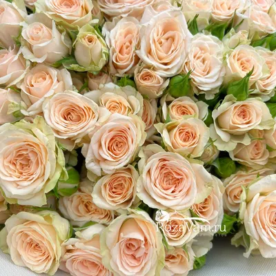 Купить Кустовая роза Яна в коробке на сайте магазина Цветочный Рай в  Новороссийске