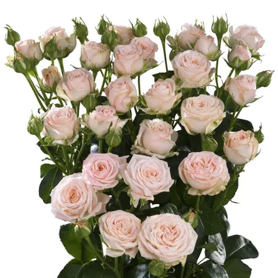 Букет из 19 кустовых роз Яна купить в Краснодаре с доставкой