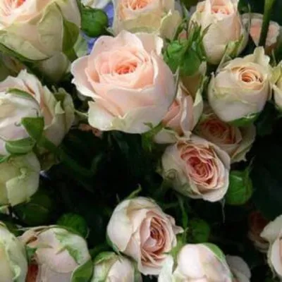 Купить Букет из кустовых роз «Яна» с доставкой в Курске, каталог Большие  букеты цветов - «MarnaFlowers».