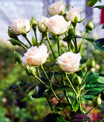 Доставка Роза кустовая (Яна) из Blooming flower в Гомеле | Carte.by