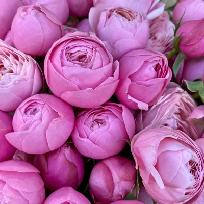 Роза кустовая спрея Яна (40 см), Цветы и подарки в Аксае, купить по цене  140 RUB, Цветы поштучно в Цветут Цветы с доставкой | Flowwow