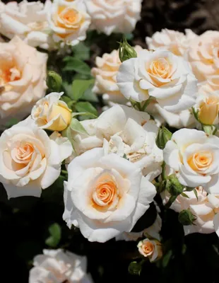 Букет из 15 кустовых роз \"Яна\" купить в Курске | заказать живые цветы с  доставкой на дом или самовывоз