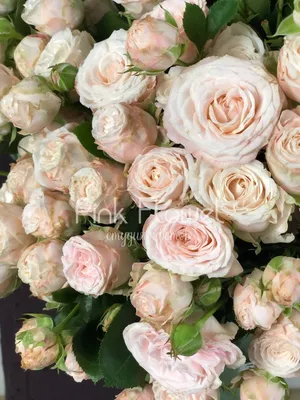 Кустовая роза сорта Яна в... - Салон цветов \"Арт Букет\" | Facebook