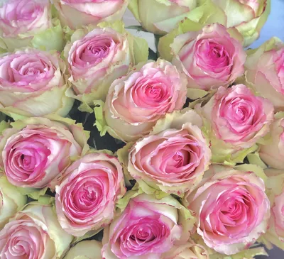 Букет из 7 нежно-розовых кустовых пионовидных роз Дедикейшн (02722) купить  с доставкой в Архангельске