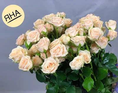 Купить Роза кустовая \"Черри\" по цене 350 руб. в интернет магазине  Pan-gurman.ru в Лесном или Нижней Туре